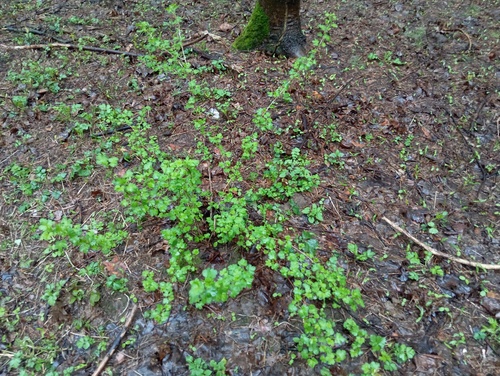 Наблюдение на iNaturalist