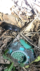 Pasimachus californicus