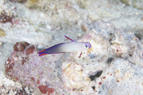 Nemateleotris decora observed 2026-04-29
