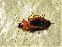 Stenolophus dissimilis