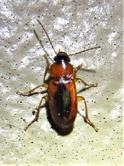 Stenolophus dissimilis
