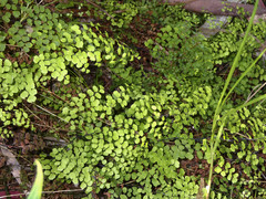 Adiantum aethiopicum