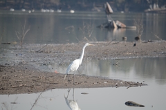 Ardea alba