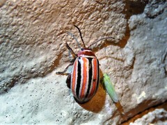 Kuschelina miniata