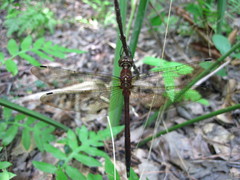 Somatochlora linearis