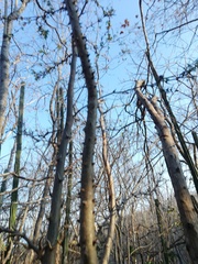 Cnidoscolus megacanthus