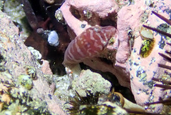 Aspasmogaster costata