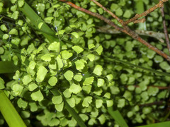 Adiantum aethiopicum