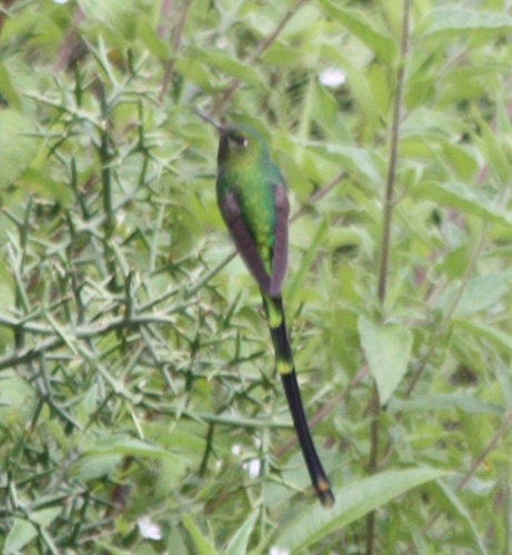 Lesbia victoriae