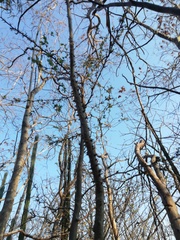 Cnidoscolus megacanthus