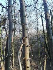 Cnidoscolus megacanthus