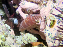 Aspasmogaster costata