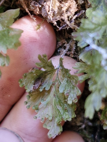 Hymenophyllum rufescens observed 2026-05-01