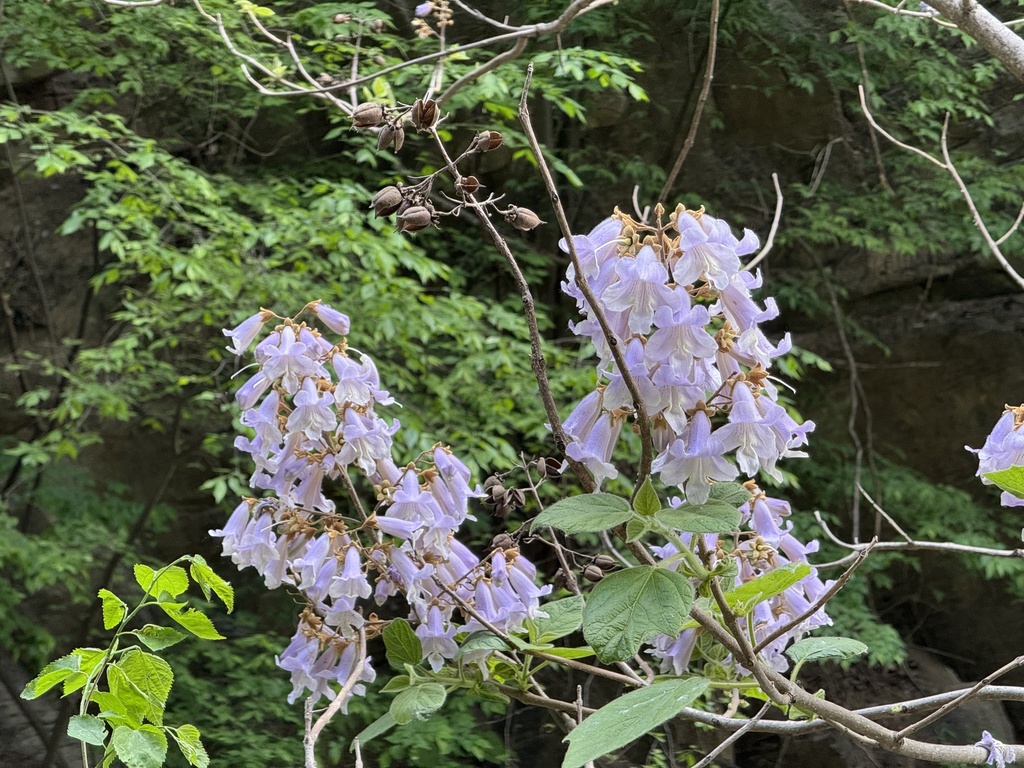 princess tree from 上方山国家森林公园, 北京市, CN on May 3, 2026 at 10:27 AM by ...