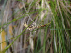 Carex globosa
