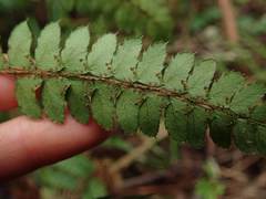 Polystichum pseudomakinoi