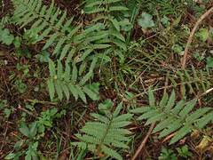 Polystichum pseudomakinoi
