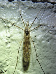 Tipula trivittata