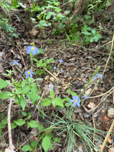 Sisyrinchium ensigerum, photograph 1