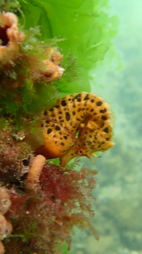 Hippocampus abdominalis