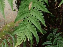 Dryopteris lacera