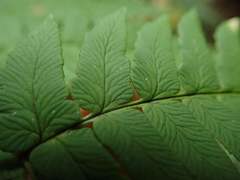 Dryopteris lacera