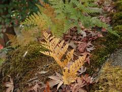 Davallia mariesii
