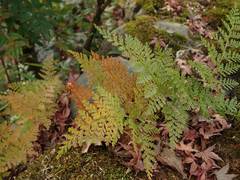 Davallia mariesii