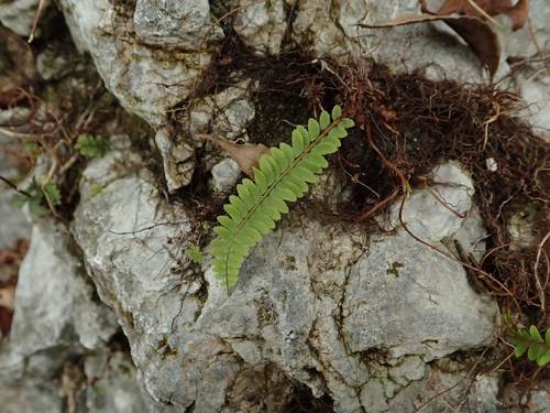 Polystichum craspedosorum iNat (3)