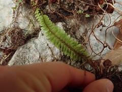 Polystichum craspedosorum