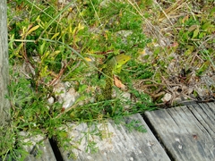 Timon lepidus ibericus