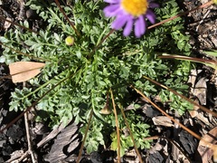 Brachyscome stuartii