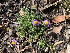 Brachyscome stuartii