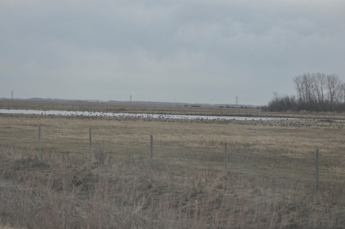 Canada Goose
