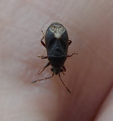 Stygnocoris