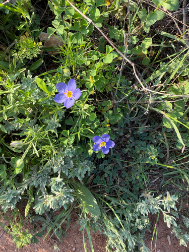 Giliastrum rigidulum, photograph 5