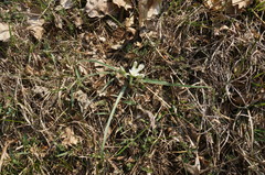 Ornithogalum fimbriatum