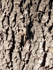 Sceloporus occidentalis