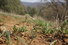 Sternbergia colchiciflora