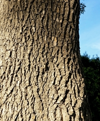 Sceloporus occidentalis