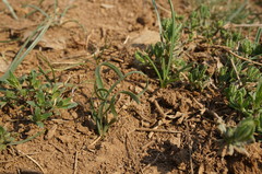 Sternbergia colchiciflora