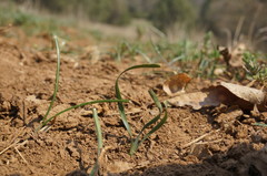 Sternbergia colchiciflora
