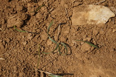 Sternbergia colchiciflora