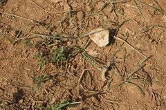 Sternbergia colchiciflora