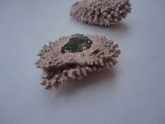 Lithothamnion phymatodeum