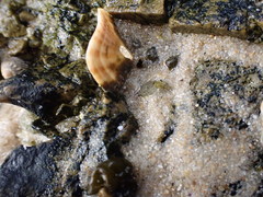 Amblychilepas javanicensis