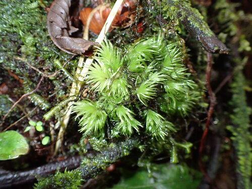 Leucobryum antillarum observed 2026-04-03