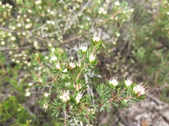 Darwinia leptantha
