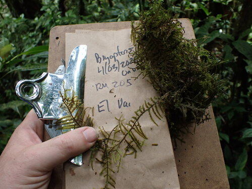 Bryopteris observed 2026-04-03