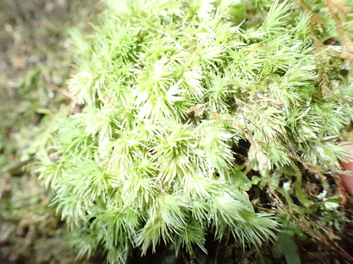 Leucobryum antillarum observed 2026-04-03